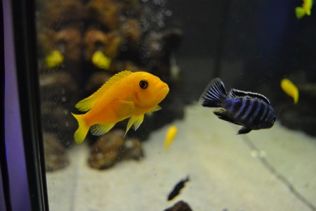 Samice zebry a samec Pseudotropheus Saulosi