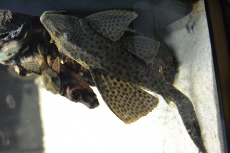 Hypostomus sp.