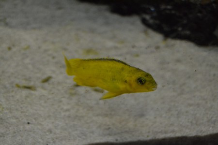 Samice Pseudotropheus Saulosi