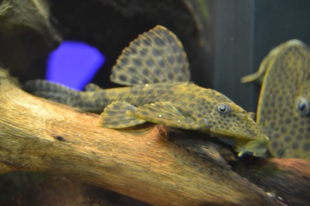 L222 - hypostomus sp.