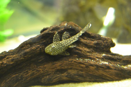 Ancistrus sp.